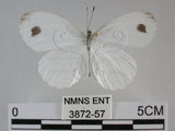 中文名:黑點粉蝶(纖粉蝶)(3872-57)學名:Leptosia nina niobe (Wallace, 1866)(3872-57)