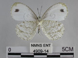 中文名:黑點粉蝶(纖粉蝶)(4909-14)學名:Leptosia nina niobe (Wallace, 1866)(4909-14)