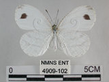 中文名:黑點粉蝶(纖粉蝶)(4909-102)學名:Leptosia nina niobe (Wallace, 1866)(4909-102)