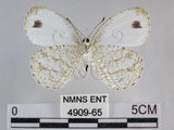 中文名:黑點粉蝶(纖粉蝶)(4909-65)學名:Leptosia nina niobe (Wallace, 1866)(4909-65)