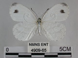 中文名:黑點粉蝶(纖粉蝶)(4909-65)學名:Leptosia nina niobe (Wallace, 1866)(4909-65)