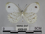 中文名:黑點粉蝶(纖粉蝶)(4909-85)學名:Leptosia nina niobe (Wallace, 1866)(4909-85)