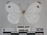 中文名:黑點粉蝶(纖粉蝶)(4909-85)學名:Leptosia nina niobe (Wallace, 1866)(4909-85)