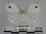 中文名:黑點粉蝶(纖粉蝶)(4909-24)學名:Leptosia nina niobe (Wallace, 1866)(4909-24)