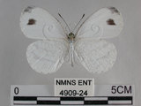 中文名:黑點粉蝶(纖粉蝶)(4909-24)學名:Leptosia nina niobe (Wallace, 1866)(4909-24)