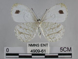 中文名:黑點粉蝶(纖粉蝶)(4909-61)學名:Leptosia nina niobe (Wallace, 1866)(4909-61)