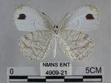 中文名:黑點粉蝶(纖粉蝶)(4909-21)學名:Leptosia nina niobe (Wallace, 1866)(4909-21)