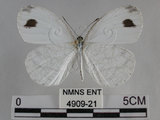 中文名:黑點粉蝶(纖粉蝶)(4909-21)學名:Leptosia nina niobe (Wallace, 1866)(4909-21)