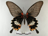 中文名:大鳳蝶(526-588)學名:Papilio memnon heronus Fruhstorfer, 1902 (526-588)