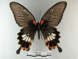 中文名:大鳳蝶(526-588)學名:Papilio memnon heronus Fruhstorfer, 1902 (526-588)