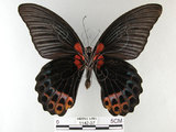 中文名:大鳳蝶(1142-37)學名:Papilio memnon heronus Fruhstorfer, 1902(1142-37)