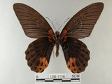 中文名:大鳳蝶(1282-17185)學名:Papilio memnon heronus Fruhstorfer, 1902(1282-17185)
