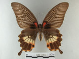中文名:大鳳蝶(1282-17113)學名:Papilio memnon heronus Fruhstorfer, 1902(1282-17113)