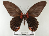 中文名:大鳳蝶(1282-17369)學名:Papilio memnon heronus Fruhstorfer, 1902(1282-17369)