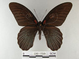 中文名:大鳳蝶(1282-17369)學名:Papilio memnon heronus Fruhstorfer, 1902(1282-17369)