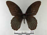 中文名:大鳳蝶(1282-18054)學名:Papilio memnon heronus Fruhstorfer, 1902(1282-18054)