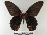 中文名:大鳳蝶(1282-17205)學名:Papilio memnon heronus Fruhstorfer, 1902(1282-17205)