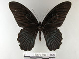 中文名:大鳳蝶(1282-17205)學名:Papilio memnon heronus Fruhstorfer, 1902(1282-17205)