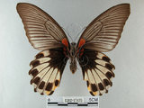 中文名:大鳳蝶(1282-17475)學名:Papilio memnon heronus Fruhstorfer, 1902(1282-17475)