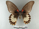 中文名:大鳳蝶(1282-17475)學名:Papilio memnon heronus Fruhstorfer, 1902(1282-17475)