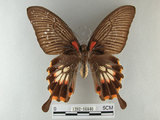 中文名:大鳳蝶(1282-16846)學名:Papilio memnon heronus Fruhstorfer, 1902(1282-16846)