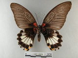 中文名:大鳳蝶(1282-16829)學名:Papilio memnon heronus Fruhstorfer, 1902(1282-16829)