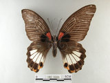 中文名:大鳳蝶(1282-16829)學名:Papilio memnon heronus Fruhstorfer, 1902(1282-16829)