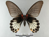 中文名:大鳳蝶(1282-17556)學名:Papilio memnon heronus Fruhstorfer, 1902(1282-17556)