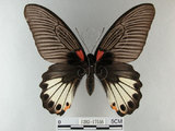 中文名:大鳳蝶(1282-17556)學名:Papilio memnon heronus Fruhstorfer, 1902(1282-17556)