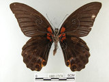 中文名:大鳳蝶(1282-17178)學名:Papilio memnon heronus Fruhstorfer, 1902(1282-17178)