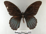 中文名:大鳳蝶(1282-17178)學名:Papilio memnon heronus Fruhstorfer, 1902(1282-17178)