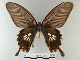 中文名:大鳳蝶(1282-17438)學名:Papilio memnon heronus Fruhstorfer, 1902(1282-17438)