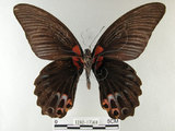 中文名:大鳳蝶(1282-17560)學名:Papilio memnon heronus Fruhstorfer, 1902(1282-17560)