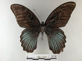 中文名:大鳳蝶(1282-17560)學名:Papilio memnon heronus Fruhstorfer, 1902(1282-17560)