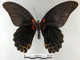 中文名:大鳳蝶(1430-15)學名:Papilio memnon heronus Fruhstorfer, 1902(1430-15)
