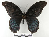 中文名:大鳳蝶(1430-15)學名:Papilio memnon heronus Fruhstorfer, 1902(1430-15)