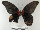 中文名:大鳳蝶(1593-39)學名:Papilio memnon heronus Fruhstorfer, 1902(1593-39)