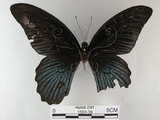 中文名:大鳳蝶(1593-39)學名:Papilio memnon heronus Fruhstorfer, 1902(1593-39)