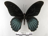中文名:大鳳蝶(2756-162)學名:Papilio memnon heronus Fruhstorfer, 1902(2756-162)