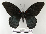中文名:大鳳蝶(2828-132)學名:Papilio memnon heronus Fruhstorfer, 1902(2828-132)