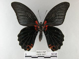 中文名:大鳳蝶(2909-1467)學名:Papilio memnon heronus Fruhstorfer, 1902(2909-1467)