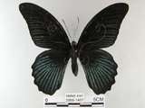 中文名:大鳳蝶(2909-1467)學名:Papilio memnon heronus Fruhstorfer, 1902(2909-1467)