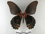 中文名:大鳳蝶(2909-1151)學名:Papilio memnon heronus Fruhstorfer, 1902(2909-1151)