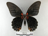 中文名:大鳳蝶(2909-793)學名:Papilio memnon heronus Fruhstorfer, 1902(2909-793)