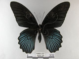 中文名:大鳳蝶(2909-793)學名:Papilio memnon heronus Fruhstorfer, 1902(2909-793)