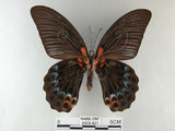 中文名:大鳳蝶(2909-821)學名:Papilio memnon heronus Fruhstorfer, 1902(2909-821)