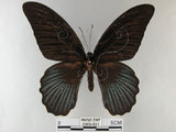 中文名:大鳳蝶(2909-821)學名:Papilio memnon heronus Fruhstorfer, 1902(2909-821)