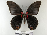 中文名:大鳳蝶(2909-931)學名:Papilio memnon heronus Fruhstorfer, 1902(2909-931)