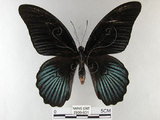 中文名:大鳳蝶(2909-931)學名:Papilio memnon heronus Fruhstorfer, 1902(2909-931)