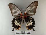 中文名:大鳳蝶(2909-1645)學名:Papilio memnon heronus Fruhstorfer, 1902(2909-1645)